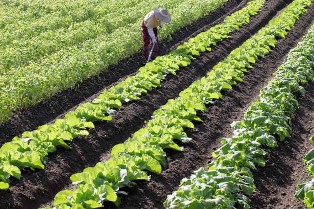 野菜泥棒の被害対策は探偵興信所へ