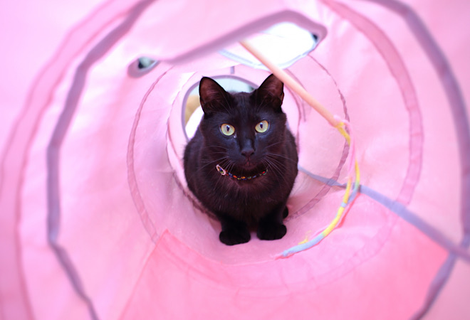 飼い猫がいなくなった場合の解決法は?|探偵に調査依頼|